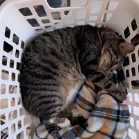 Lost Pet Image