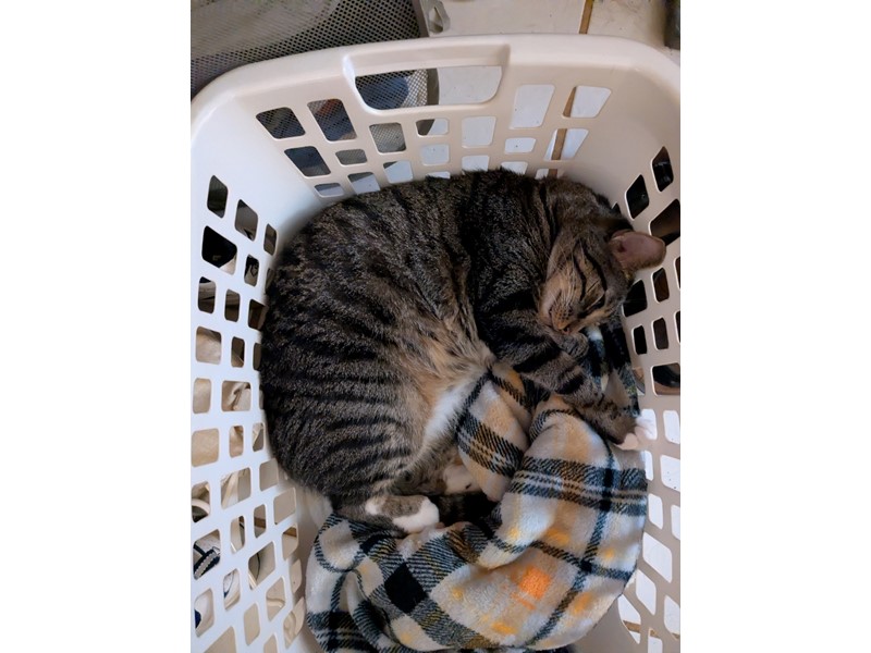 Pet Photo