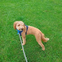 Lost Pet Image