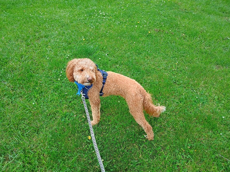Pet Photo