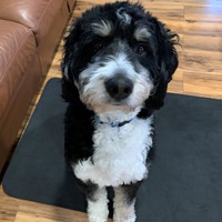 Lost Pet Image