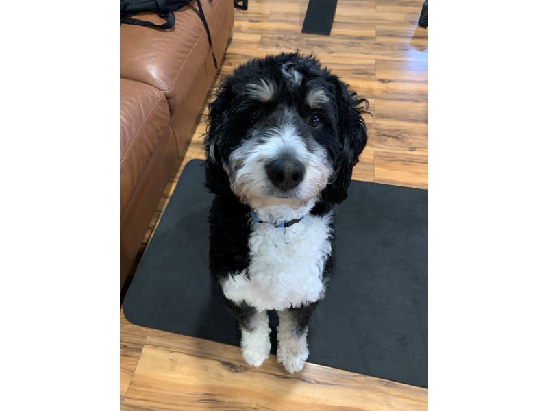 Pet Photo