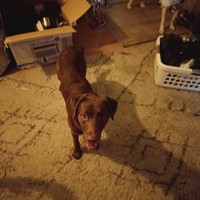 Lost Pet Image