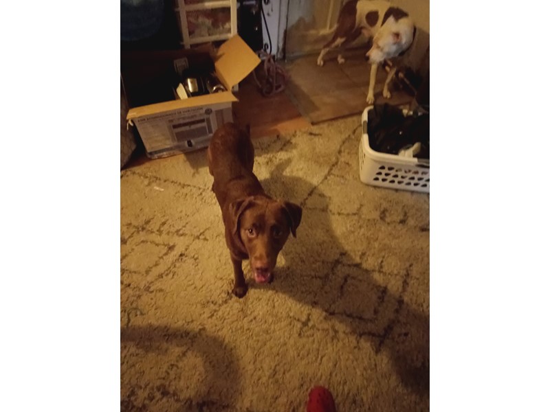 Pet Photo