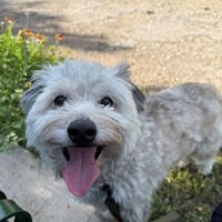 Lost Pet Image