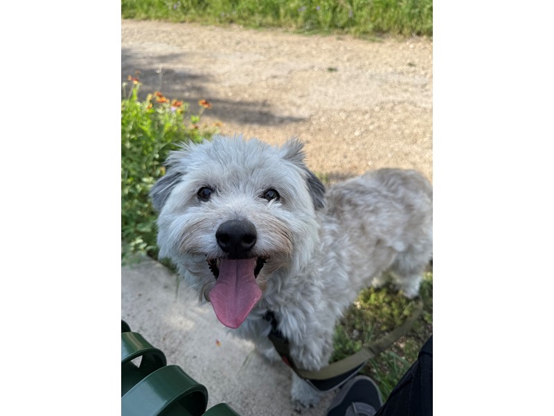 Pet Photo