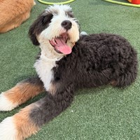 Lost Pet Image