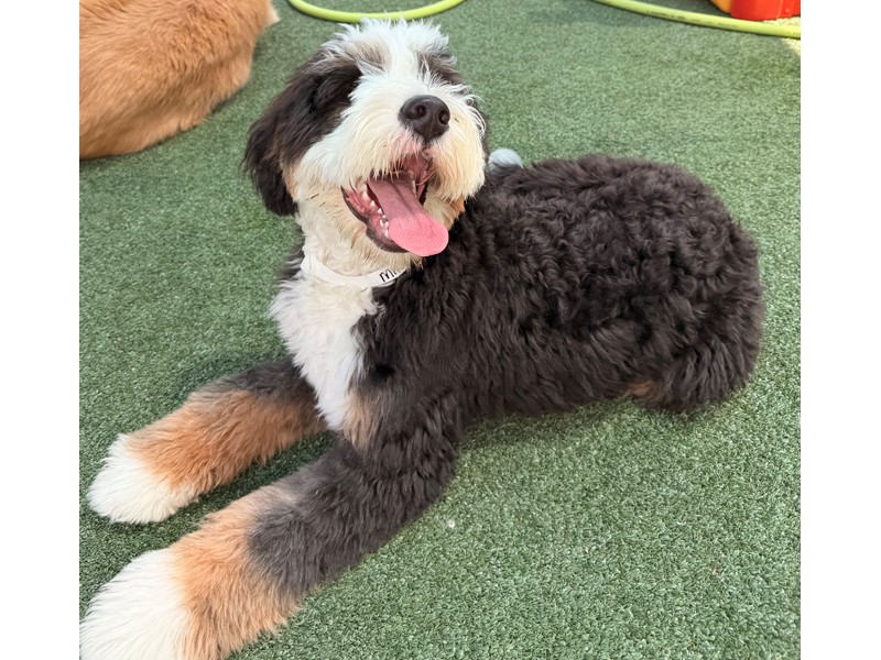Pet Photo
