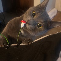 Lost Pet Image
