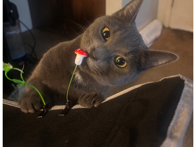 Pet Photo