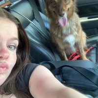 Lost Pet Image