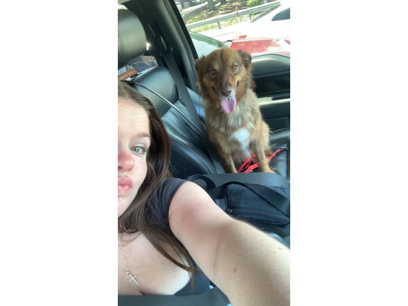 Pet Photo