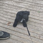 Jackie-Chan, Yorkshire Terrier/Yorkshire Terrier, lost pet near Jackson, OH