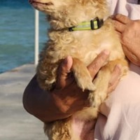 Lost Pet Image