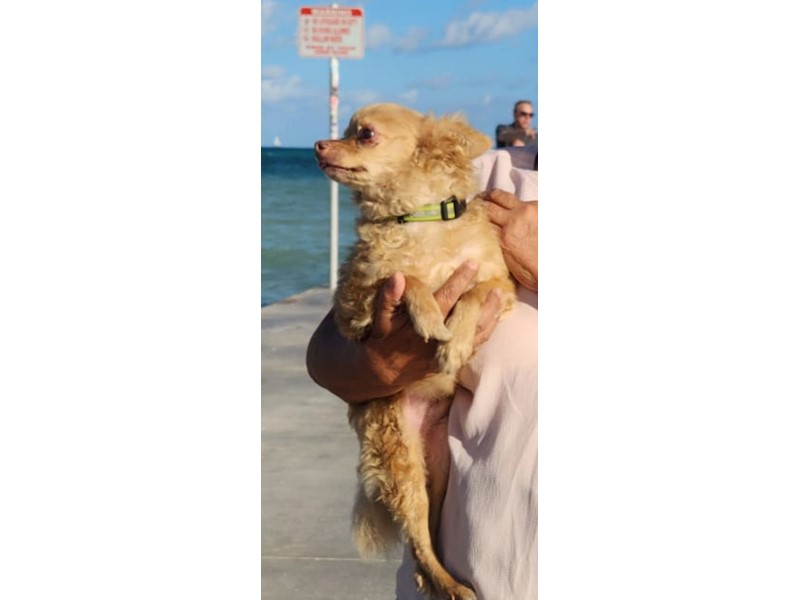 Pet Photo