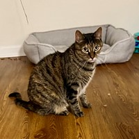 Lost Pet Image