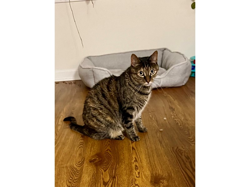 Pet Photo