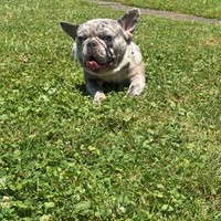 Lost Pet Image
