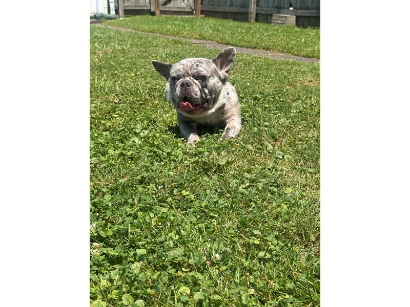 Pet Photo
