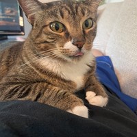 Lost Pet Image