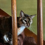 Charlie, Mixed Breed Cat, lost pet near Broken Arrow, OK