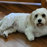 Lost Pet Image