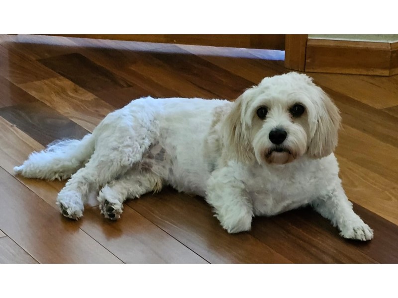 Pet Photo