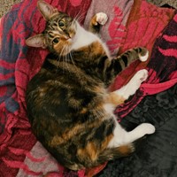 Lost Pet Image