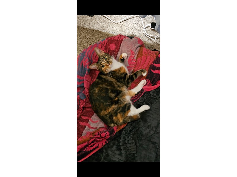 Pet Photo