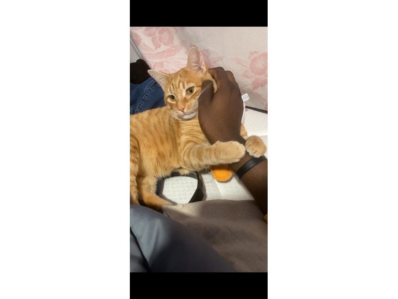 Pet Photo