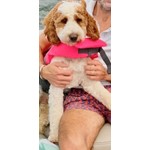 Maeve