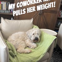 Lost Pet Image