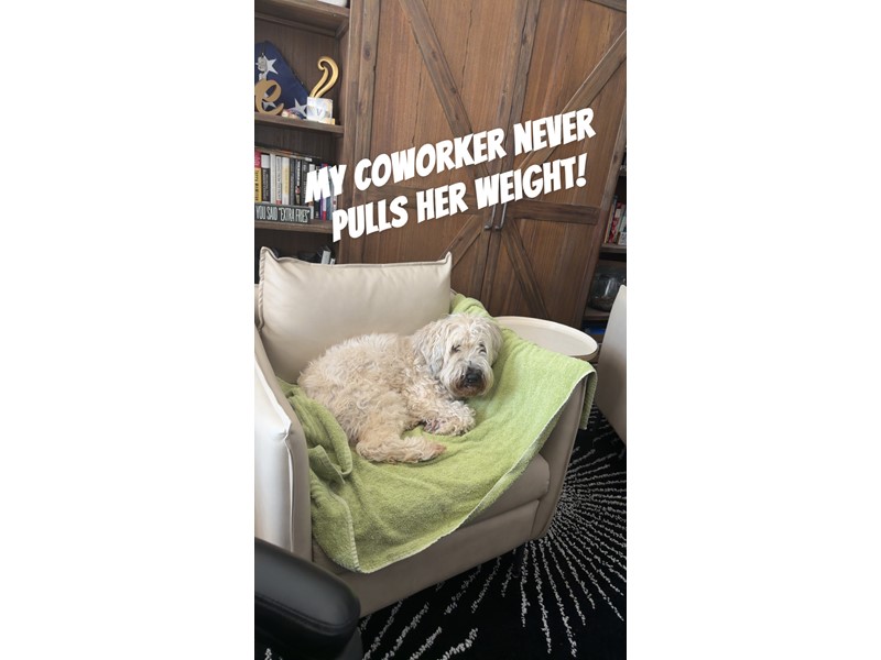 Pet Photo