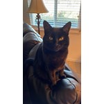 Licorice