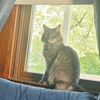 Lost Pet Image