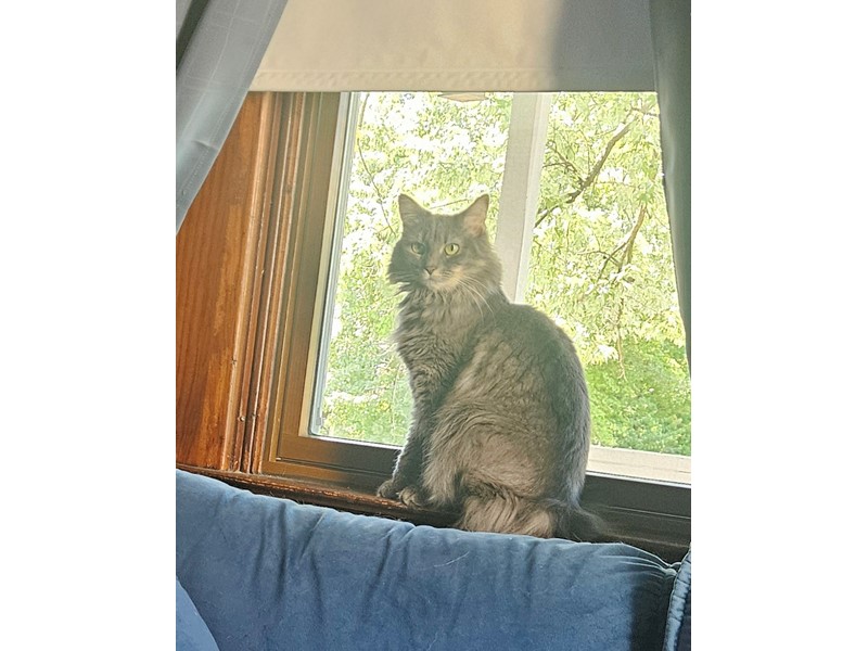 Pet Photo