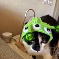 Lost Pet Image
