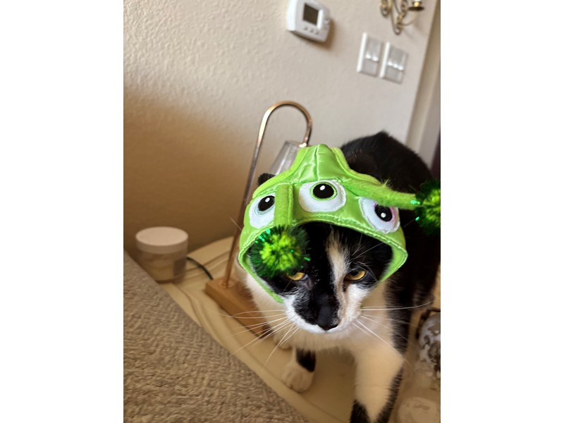 Pet Photo