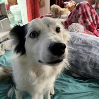 Lost Pet Image