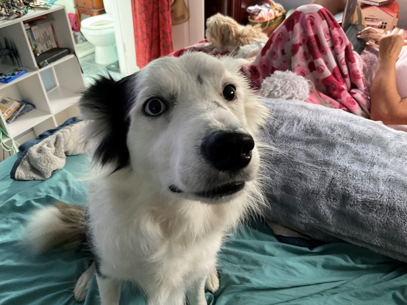 Pet Photo
