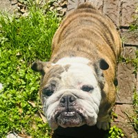Lost Pet Image
