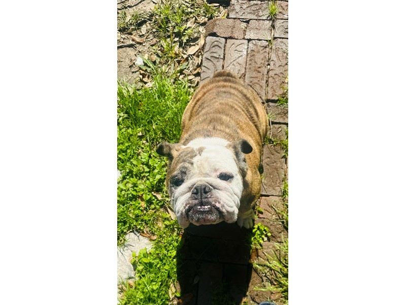 Pet Photo
