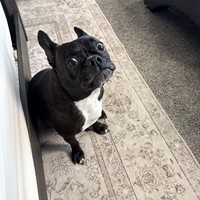 Lost Pet Image