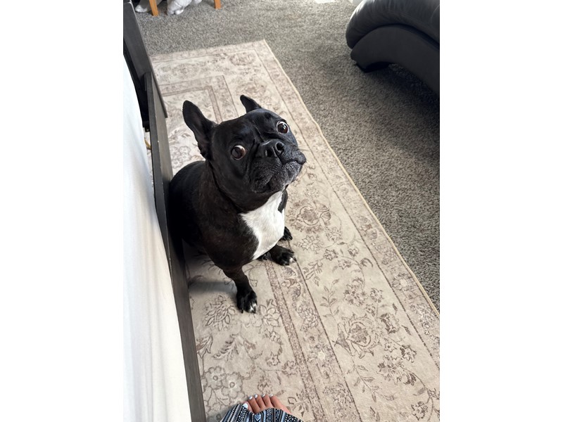 Pet Photo