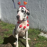 Lost Pet Image