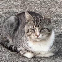 Lost Pet Image
