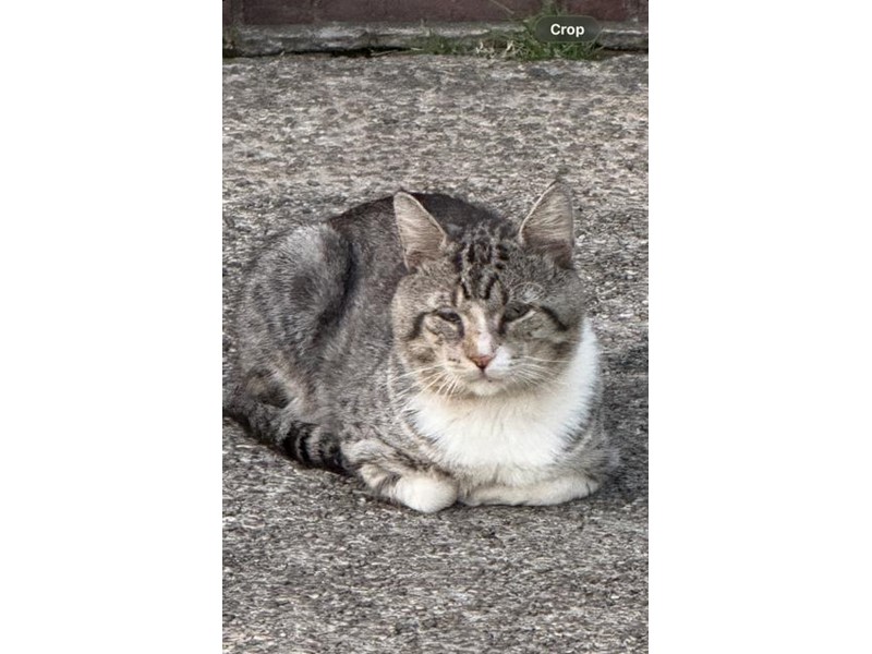 Pet Photo