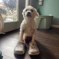 Lost Pet Image
