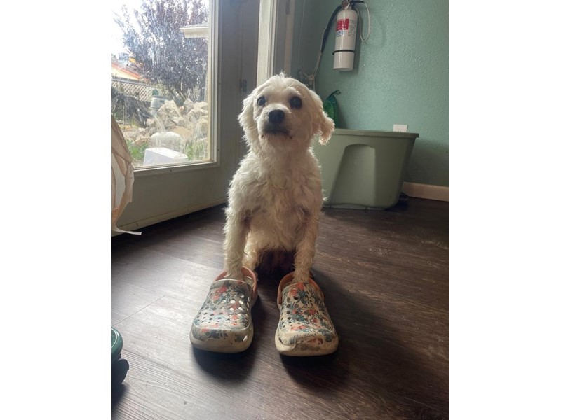 Pet Photo