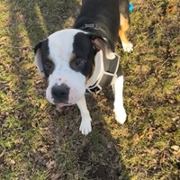 Lost Pet Image